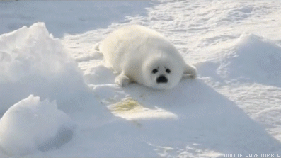 Cute gif of a baby seal
